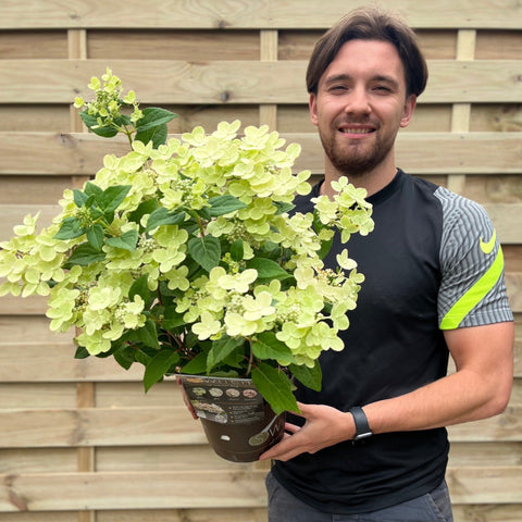 Hydrangea paniculata Switch 'Polestar' 'Ophelia' 9cm / 3L