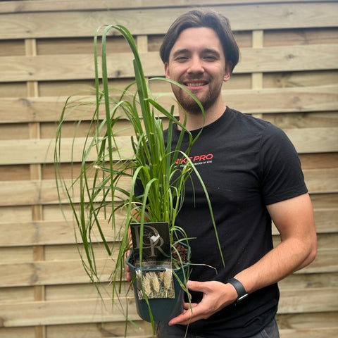 Cortaderia Selloana 'White Plume' 2L