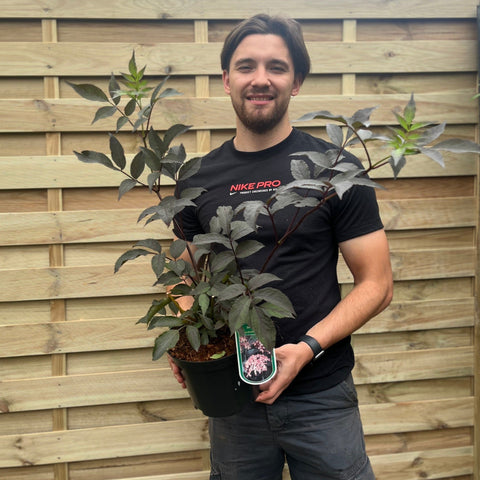 Sambucus nygra 'Black Beauty' 9cm / 3L