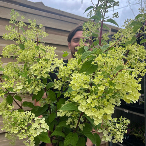 Hydrangea paniculata 'Silver Dollar' 1.5/10L