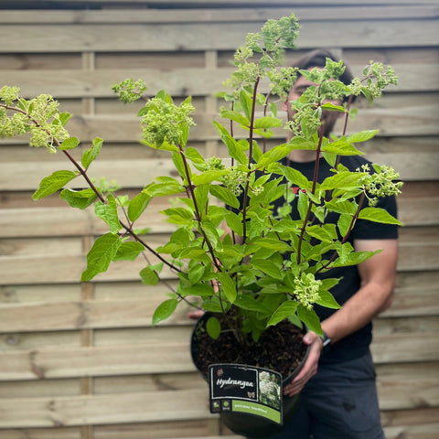 Hydrangea paniculata 'Wim's Red' 2L / 3L / 10L