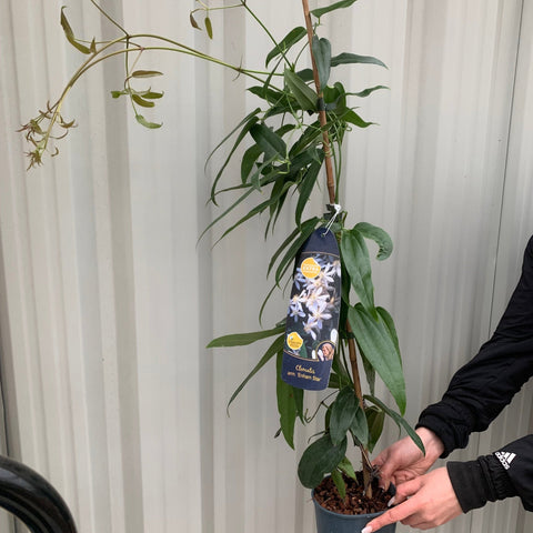 Clematis armandii - 'Enham Star' (Immergrün und duftend)