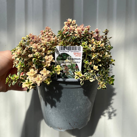 Thymus pulegioides 'Foxley' (Foxley Thyme) 1.5L
