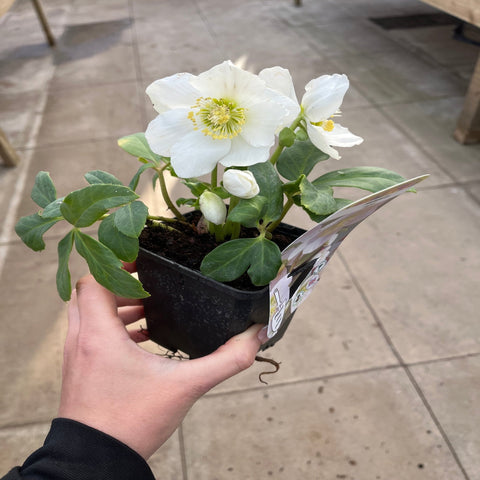 Helleborus nyger 'Christmas Carol' | Christrose | Helleborus | 9 cm – 2 l erhältlich