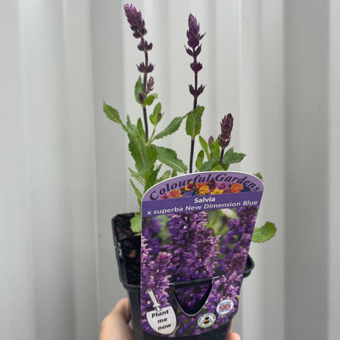 Salvia nemorosa Sensation Blue 9cm/1,5L