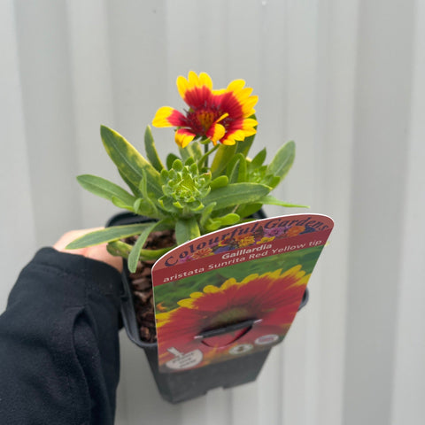 Gaillardia aristata 'Sunrita' Rot Gelbe Spitze 9 cm