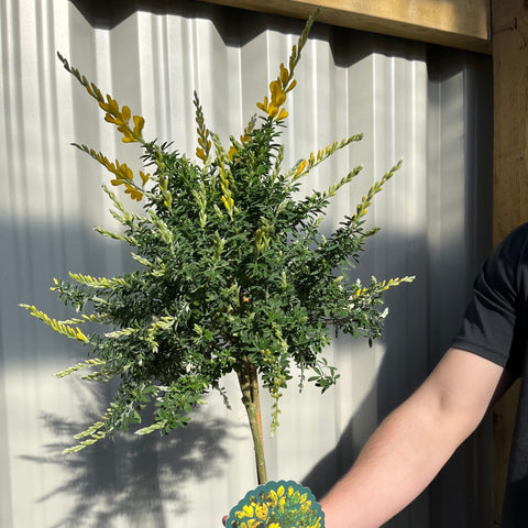 Genêt à balais (Cytisus 'Racemosus') sur tige de 50 cm
