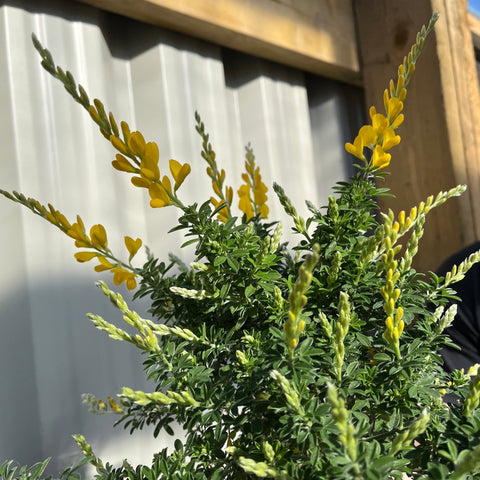 Genêt à balais (Cytisus 'Racemosus') sur tige de 50 cm