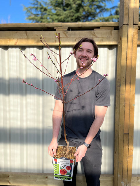 Terrassen-Nektarinenbaum – Prunus Persica nucipersica – Nektarine 1 m