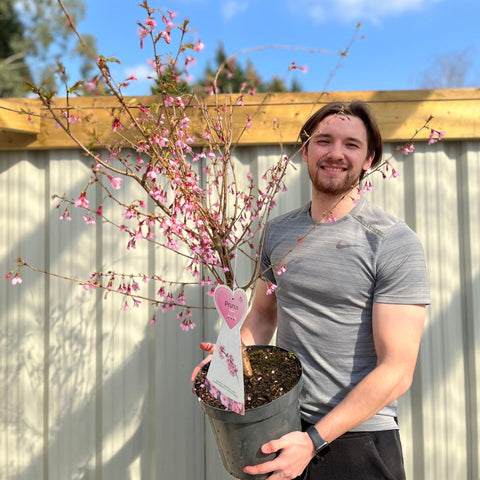 Prunus 'Okame' | Rosa blühender Kirschbaum | Blütenbaum 1 m