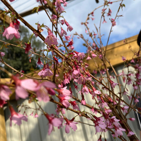 Prunus 'Okame' | Rosa blühender Kirschbaum | Blütenbaum 1 m