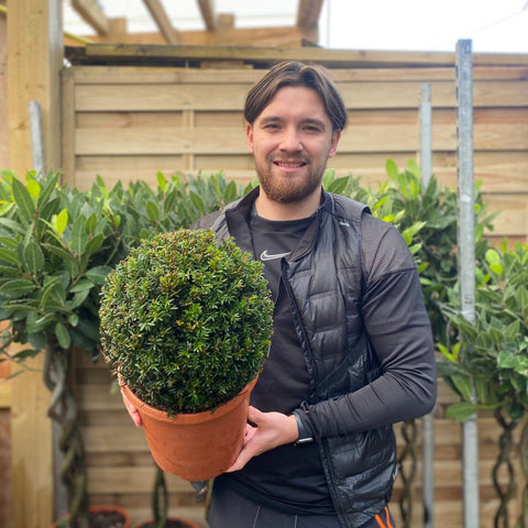 Eibenkugel (Taxus baccata) 6 l / 7 l / 10 l / 22 l