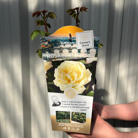 Rose 'Peace' | Hybrid-Teerose | 4-Liter-Topfrose