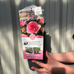 Beverley – Hybrid-Teerose – 4 l