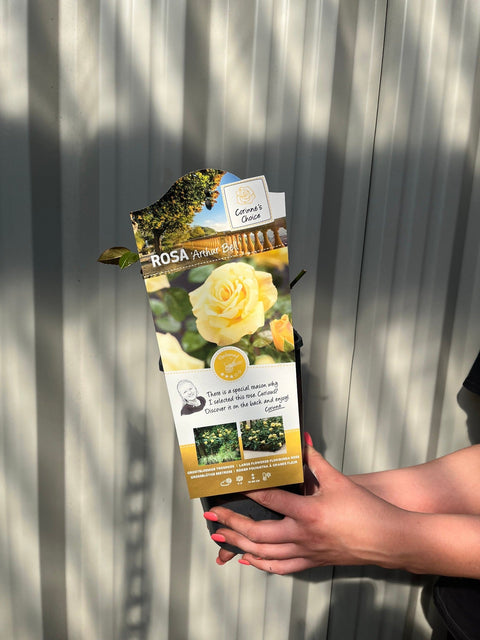 Rose Arthur Bell | Floribunda-Rose | 4-Liter-Topfrose