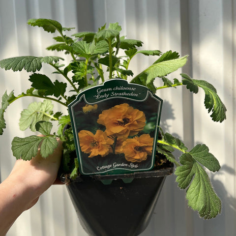 Geum 'Lady Stratheden' (Various Sizes Available)