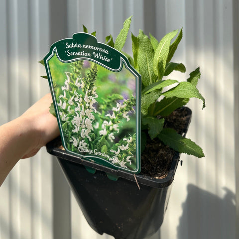 Salvia nemorosa 'Synchro White' 9cm/1,5L/2L 