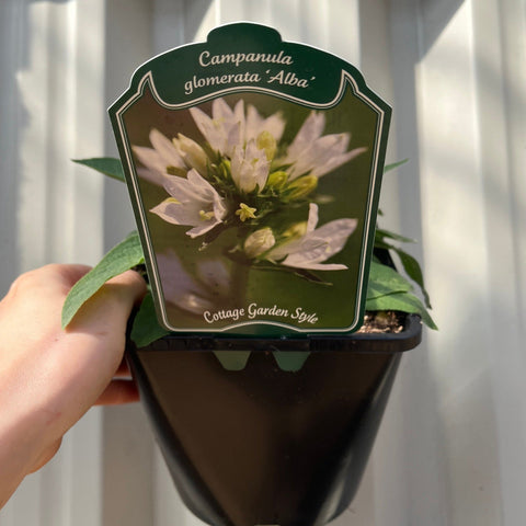Campanula glomerata 'Alba' (White) 9cm/2L