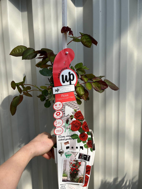 Climbing Rose 'Crazy in Love' - Red 2L