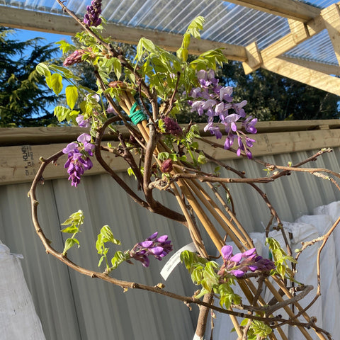 Wisteria Brachybotrys ikon yama fuji - 6.5L