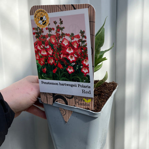 Roter Bartfaden 9 cm/1,5 l