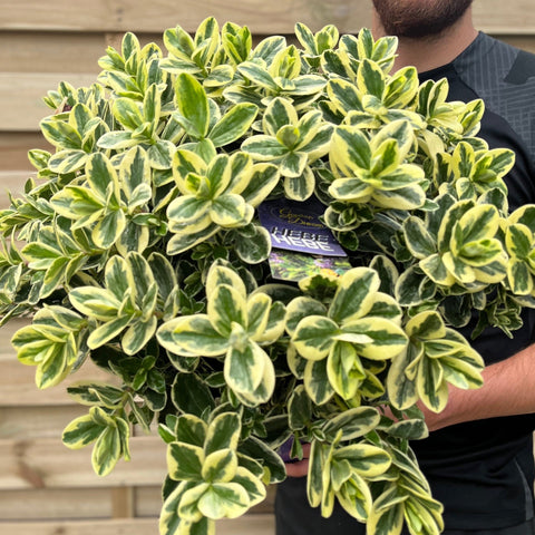 Bunte Hebe andersonii Katrina 1L/5L