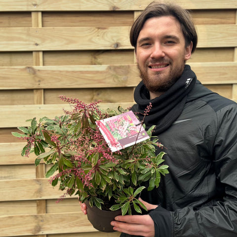 Pieris japonica Ralto Rose 2L