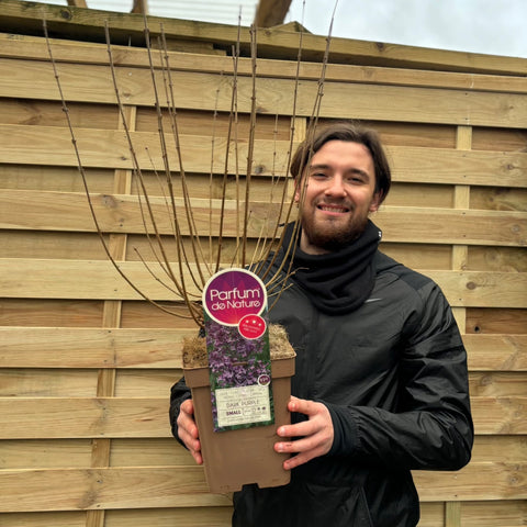 Syringa Bloomerang Purple (Reblooming Lilac) 3L/7,5L