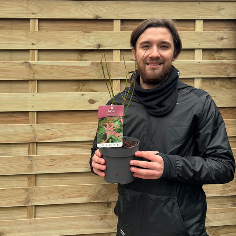 Acer palmatum 'Atropurpureum' 10.5cm-130L