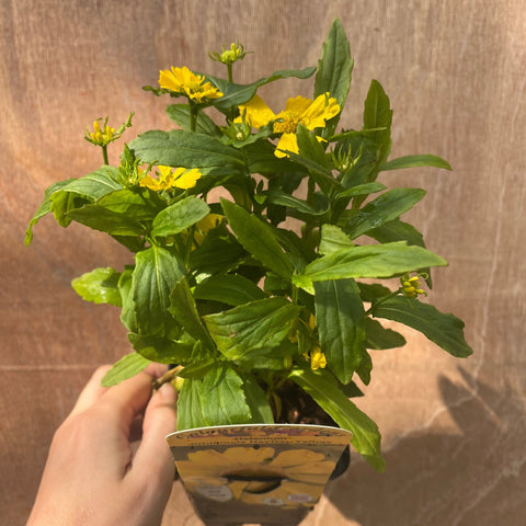 3 x Spätsommerblühende Stauden (9-cm-Töpfe)