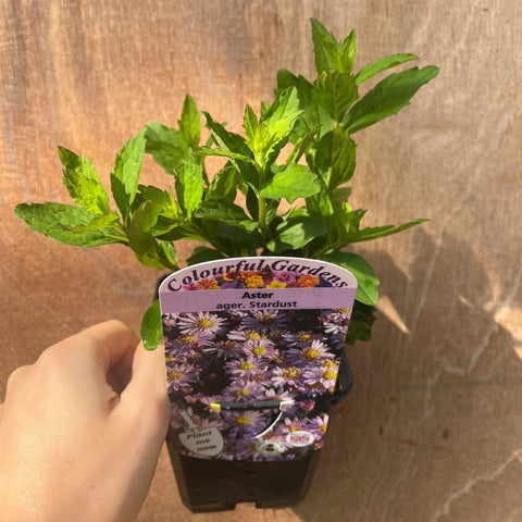 3 x Spätsommerblühende Stauden (9-cm-Töpfe)