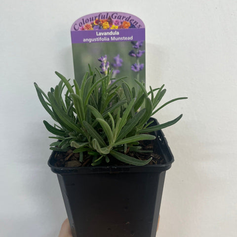 Lavendel angustifolia 'Munstead' 9 cm/1,5 l 