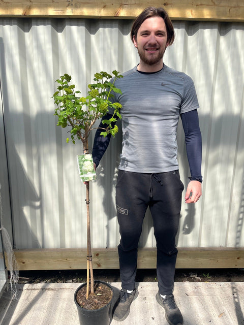 Snowball tree | Standard Viburnum opulus 'Roseum' | 1.8-2m
