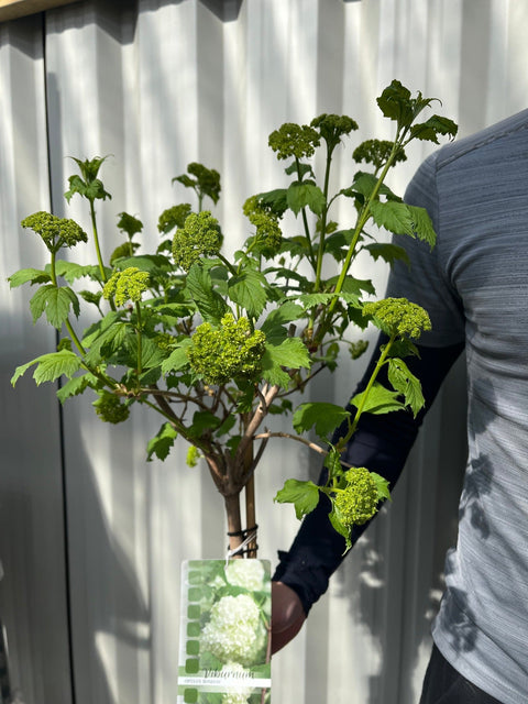 Snowball tree | Standard Viburnum opulus 'Roseum' | 1.8-2m
