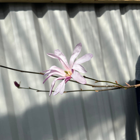 Magnolia x loebneri 'Leonard Messel'