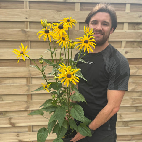 Rudbeckia fulgida Goldstrum 9cm-2L