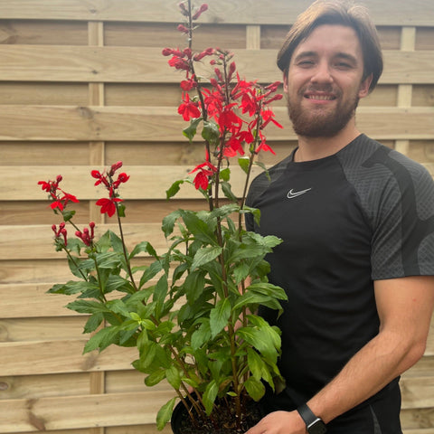 Lobelia Starship Deep Scarlet 9cm/3L