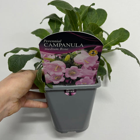 Campanula medium Rose - Campanula 1L