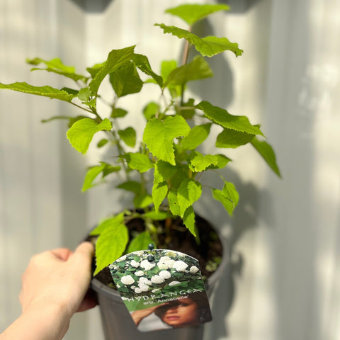 Hortensie 'Annabelle' 9 cm / 2 l