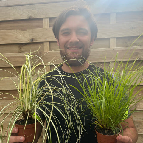 Carex Grass 8cm (Our Choice)