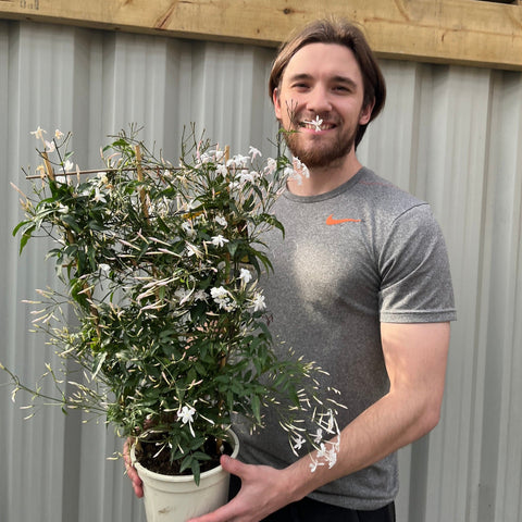 Jasmin-Polyanthum auf Rahmen