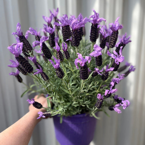 Lavender stoechas 5L (23cm growers pot)