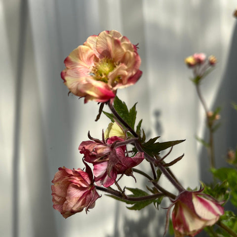 Geum 'Tempo Rose' 2L