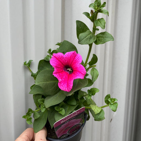 Petunie 'Trailing Surfinia Hot Pink' 9 cm