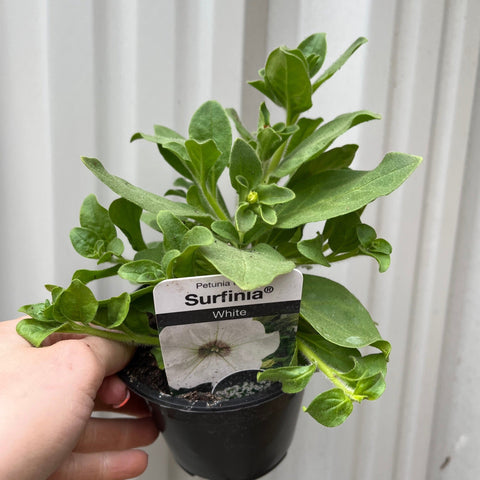 Petunie 'Trailing Surfinia White' 9 cm