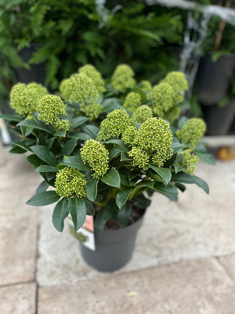 Skimmia japonica 'Fragrant Cloud' 9cm/2L/5L