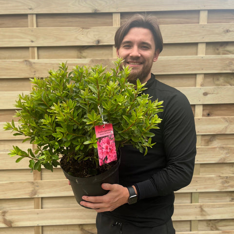 Azalea 'Madamme Van Hecke' 2/5L