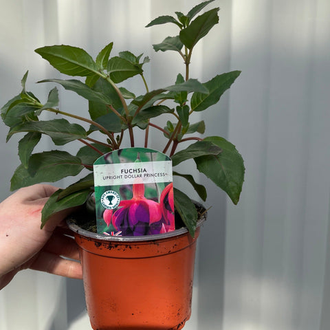 Fuchsia Dollar Princess - Aufrecht (9cm Topf)