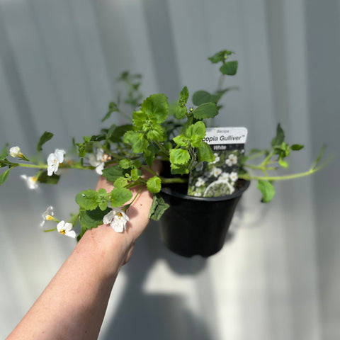 Bacopa White (9cm Anzuchttopf)