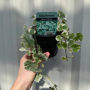 Glechoma (Nepeta) 9cm Anzuchttopf
